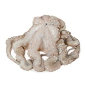 Pulpo